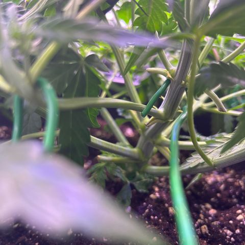 Royal Cheese Automatic growlog timeline photo