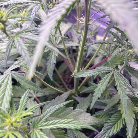 Grape Ape growlog timeline photo