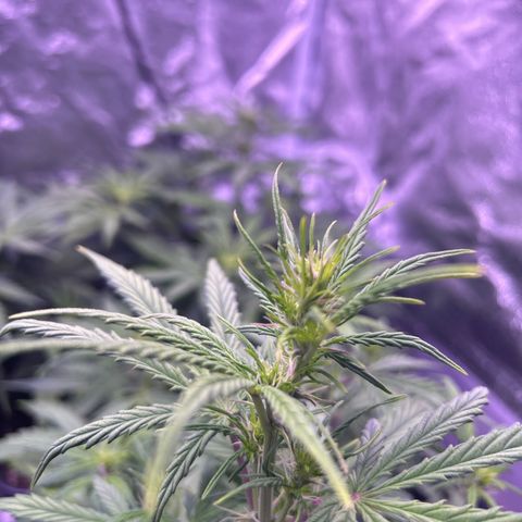 Grape Ape growlog timeline photo