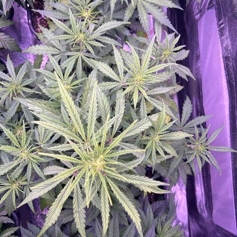 Grape Ape growlog timeline photo
