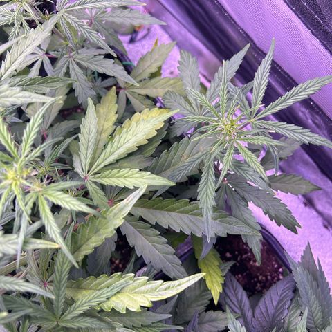 Grape Ape growlog timeline photo