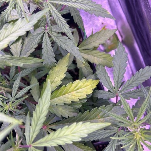 Grape Ape growlog timeline photo