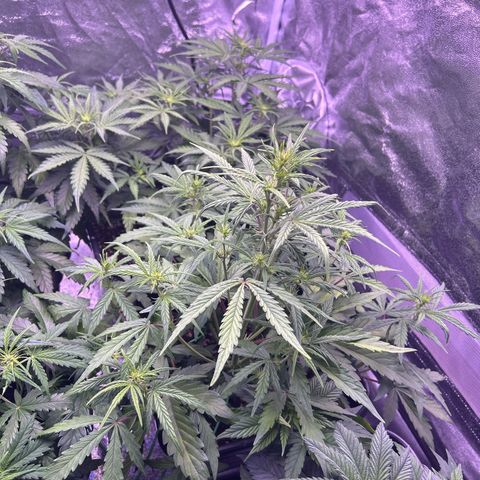 Grape Ape growlog timeline photo