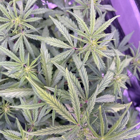 Grape Ape growlog timeline photo