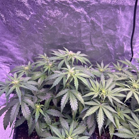 Wedding Cake Auto growlog timeline photo