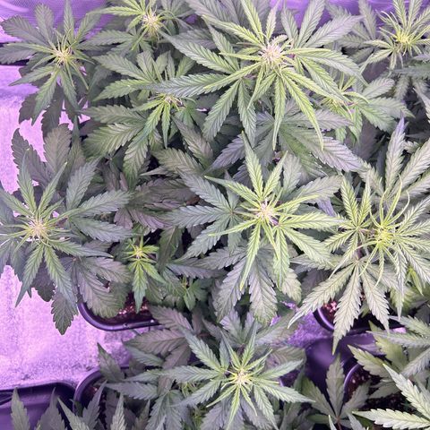 Wedding Cake Auto growlog timeline photo