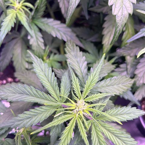 Wedding Cake Auto growlog timeline photo