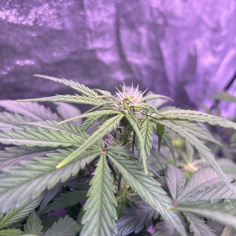 Wedding Cake Auto growlog timeline photo