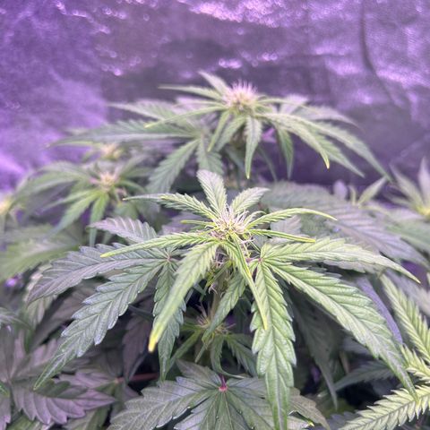 Wedding Cake Auto growlog timeline photo