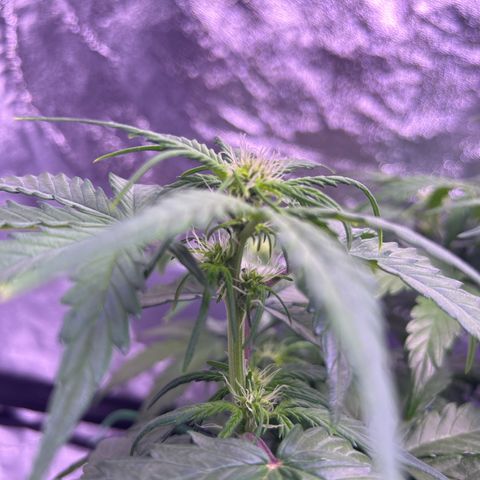 Wedding Cake Auto growlog timeline photo