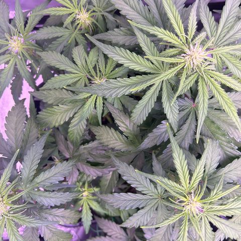Wedding Cake Auto growlog timeline photo