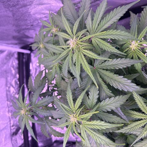 Wedding Cake Auto growlog timeline photo