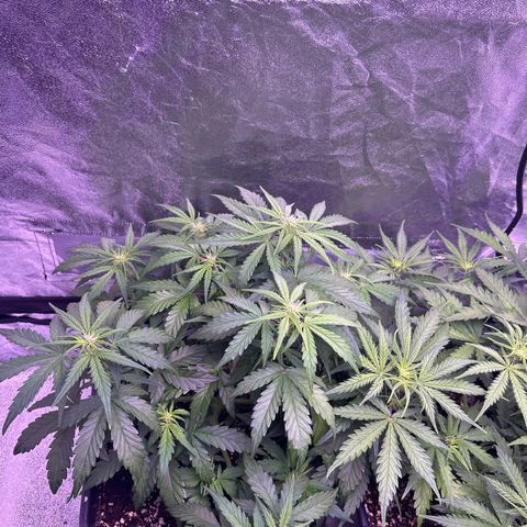 Wedding Cake Auto growlog timeline photo