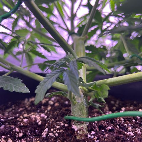 Wedding Cake Auto growlog timeline photo