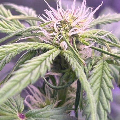 Wedding Cake Auto growlog timeline photo