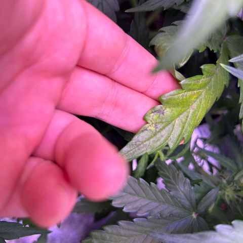 Wedding Cake Auto growlog timeline photo