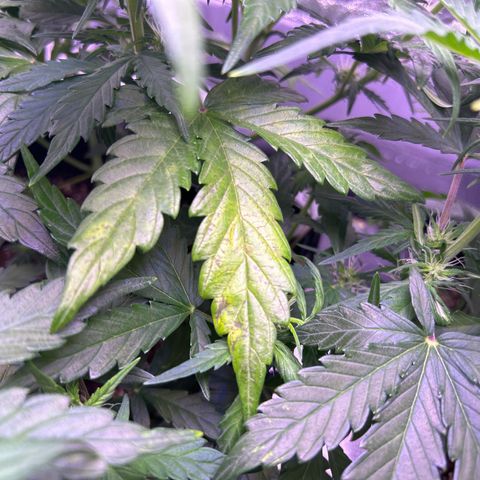 Wedding Cake Auto growlog timeline photo