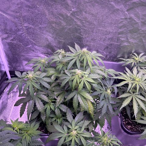 Wedding Cake Auto growlog timeline photo