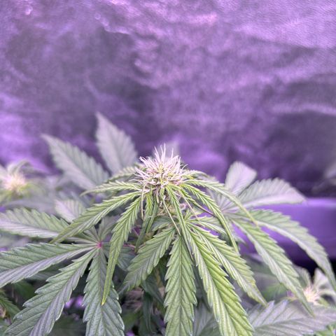 Wedding Cake Auto growlog timeline photo