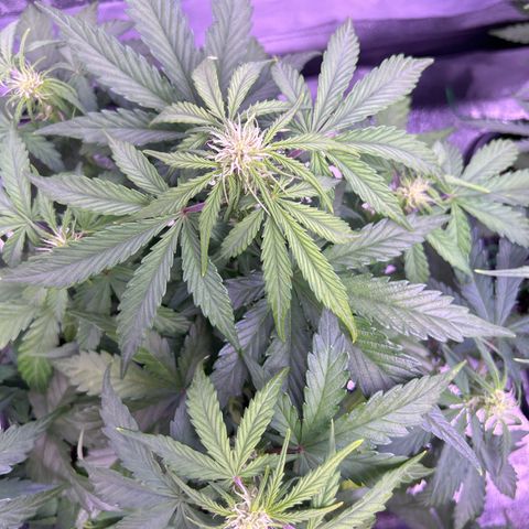 Wedding Cake Auto growlog timeline photo
