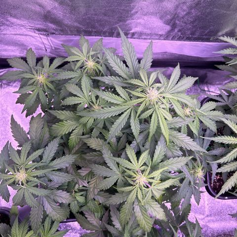 Wedding Cake Auto growlog timeline photo