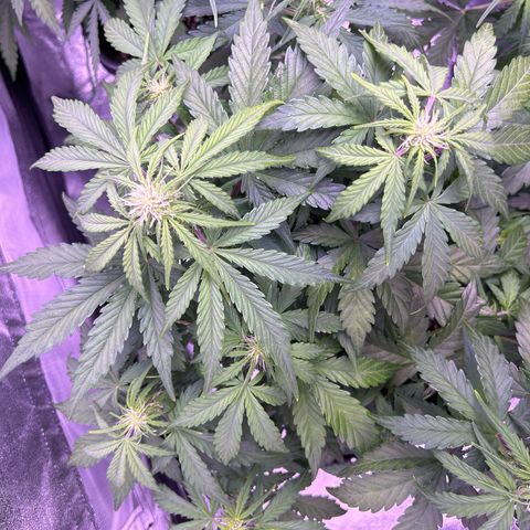 Wedding Cake Auto growlog timeline photo
