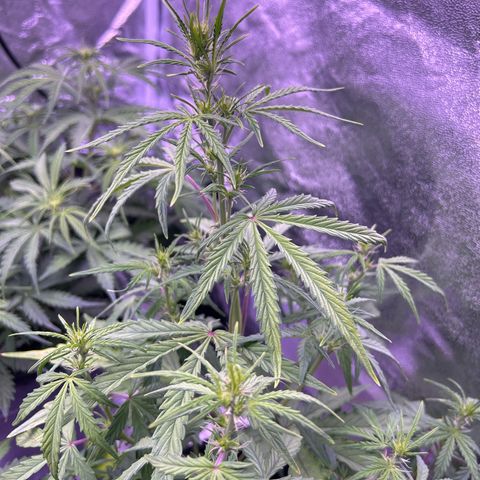 Grape Ape growlog timeline photo