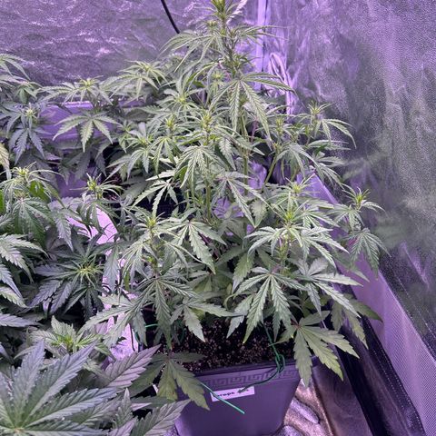 Grape Ape growlog timeline photo