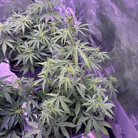 Grape Ape growlog timeline photo