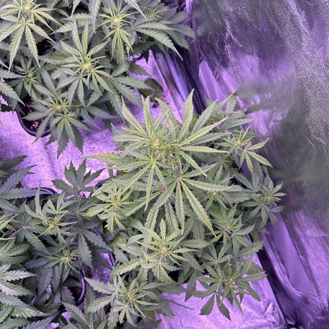 Grape Ape growlog timeline photo