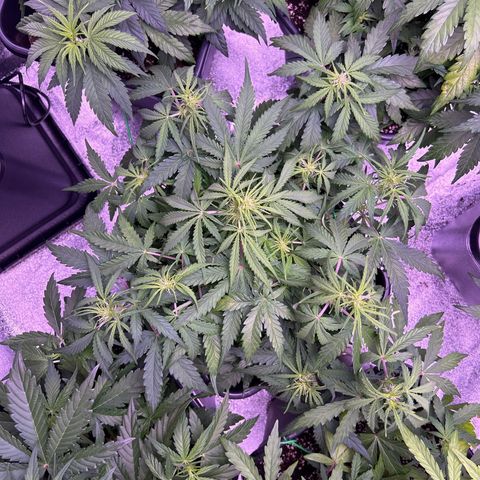 Royal Cheese Automatic growlog timeline photo