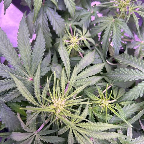 Royal Cheese Automatic growlog timeline photo