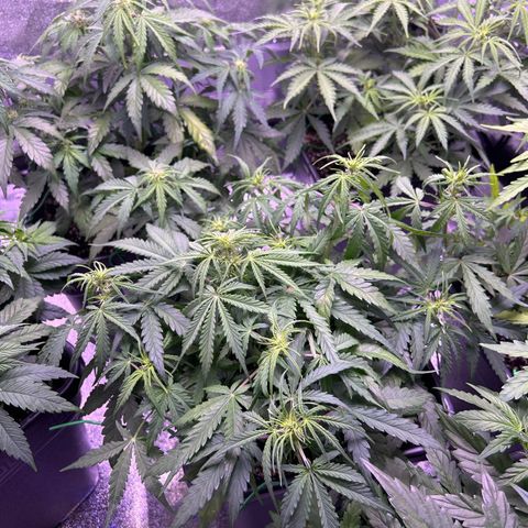 Royal Cheese Automatic growlog timeline photo
