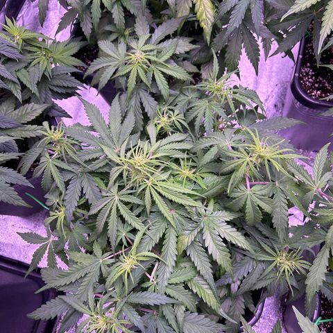 Royal Cheese Automatic growlog timeline photo