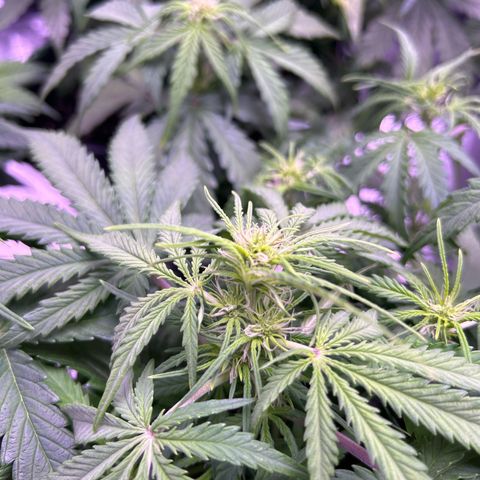 Royal Cheese Automatic growlog timeline photo