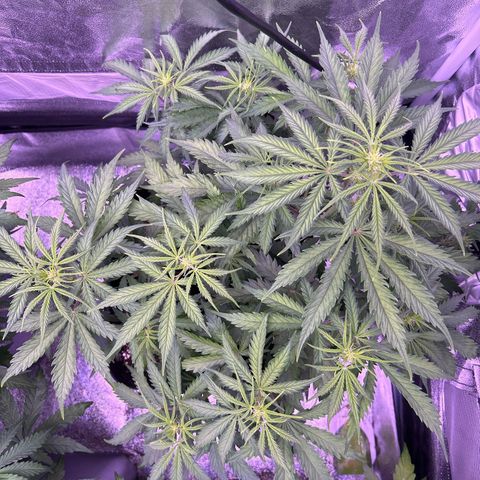 Royal Kush Automatic growlog timeline photo
