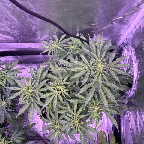 Royal Kush Automatic growlog timeline photo