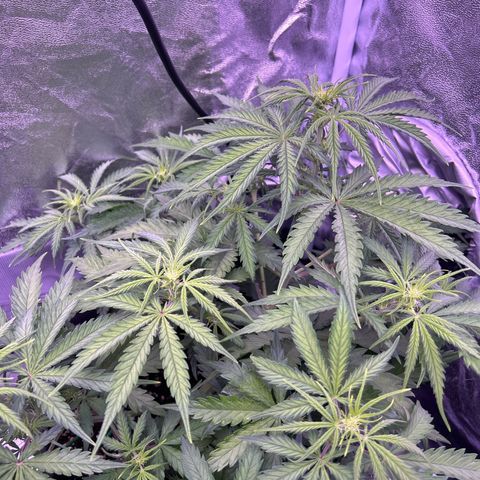 Royal Kush Automatic growlog timeline photo
