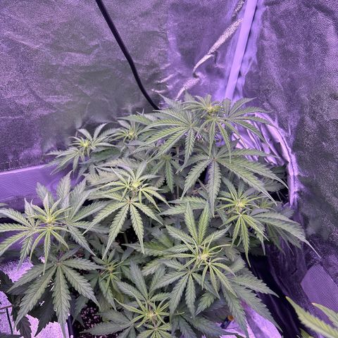 Royal Kush Automatic growlog timeline photo