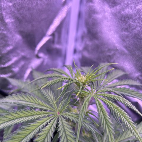 Royal Kush Automatic growlog timeline photo