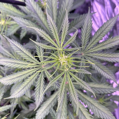 Royal Kush Automatic growlog timeline photo
