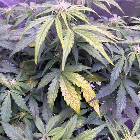 Wedding Cake Auto growlog timeline photo