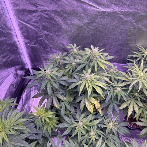 Wedding Cake Auto growlog timeline photo