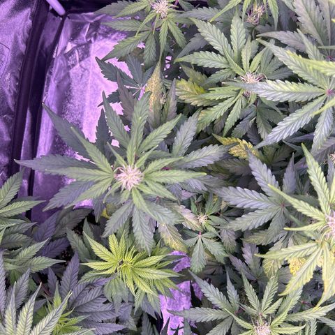 Wedding Cake Auto growlog timeline photo
