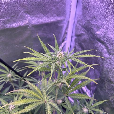 Royal Kush Automatic growlog timeline photo