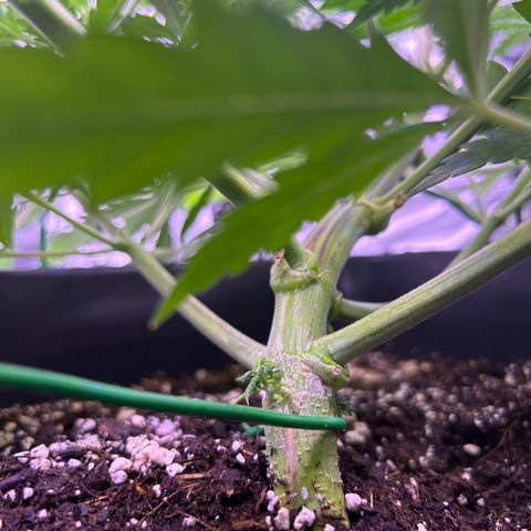 Royal Kush Automatic growlog timeline photo