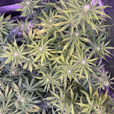 Royal Kush Automatic growlog timeline photo