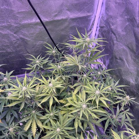 Royal Kush Automatic growlog timeline photo
