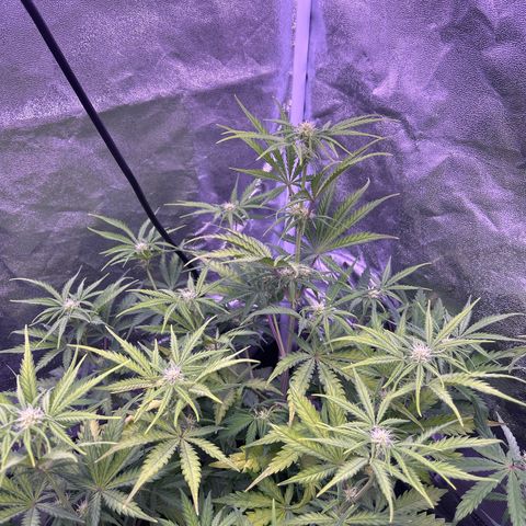 Royal Kush Automatic growlog timeline photo