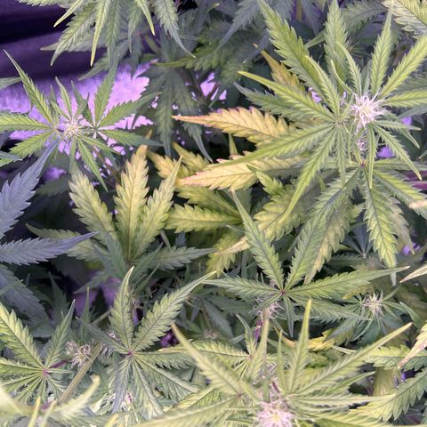 Royal Kush Automatic growlog timeline photo